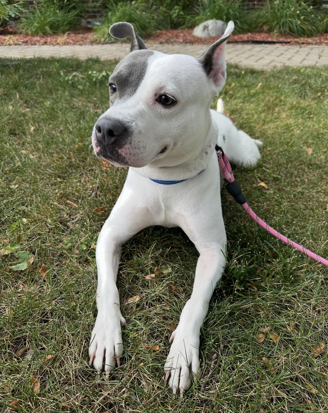 Enlarge Pom Pom, a ADOPTABLE Pit Bull Terrier in Naperville, IL image 3/6