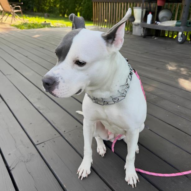 Enlarge Pom Pom, a ADOPTABLE Pit Bull Terrier in Naperville, IL image 4/6