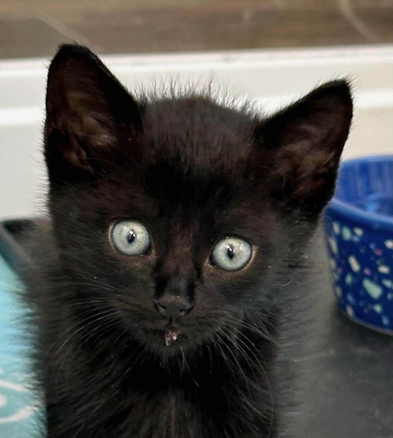 Ebony, Adoptable, Kitten Female Domestic Short Hair.