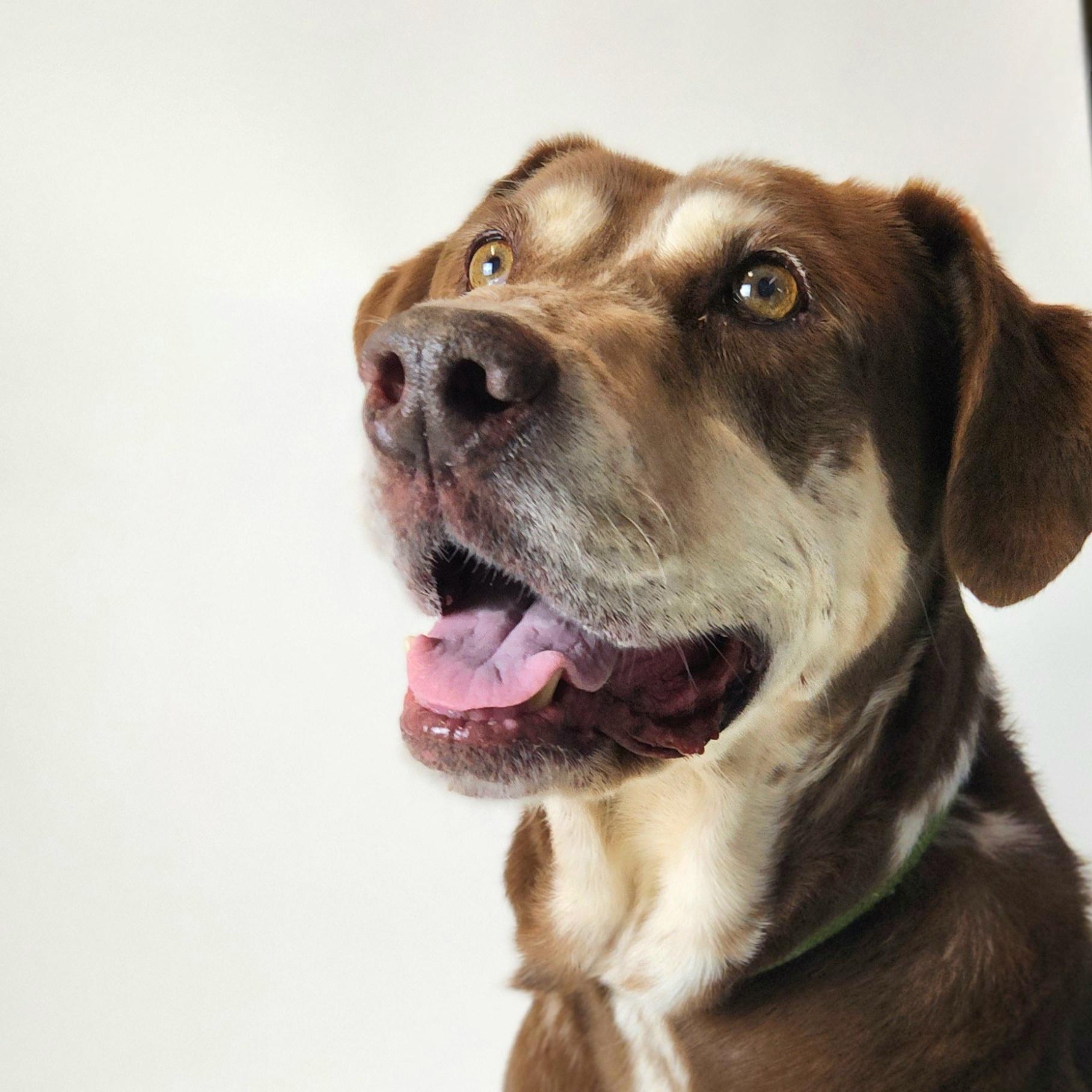 Ruby, Senior Female Catahoula Leopard Dog