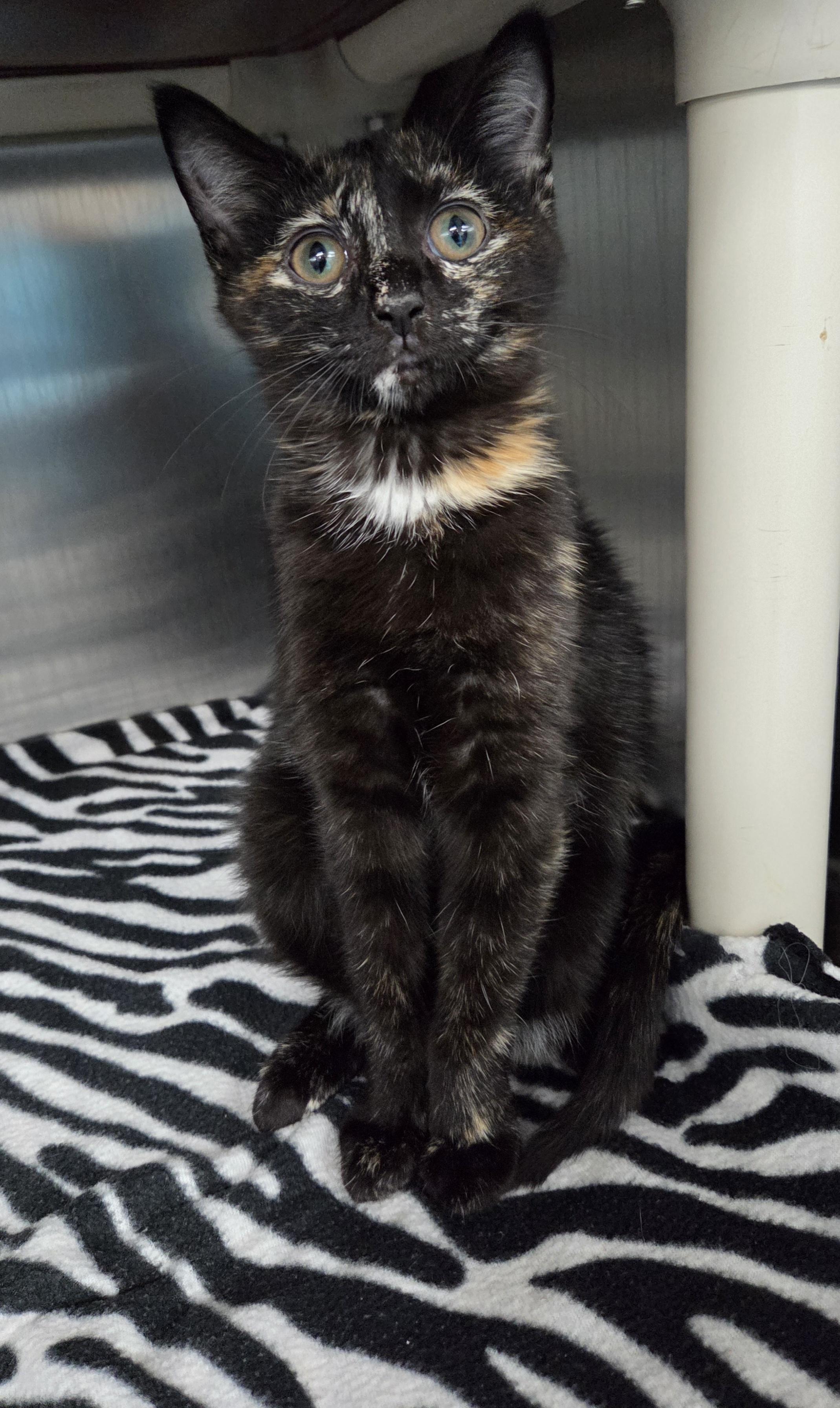 Sparrow, adopted, Young Female Domestic Short Hair.