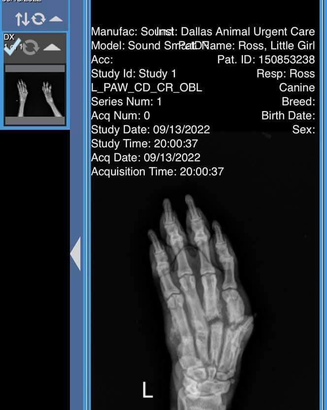 Brooklyn in Arkansas, Adoptable, Young Female Bull Terrier.