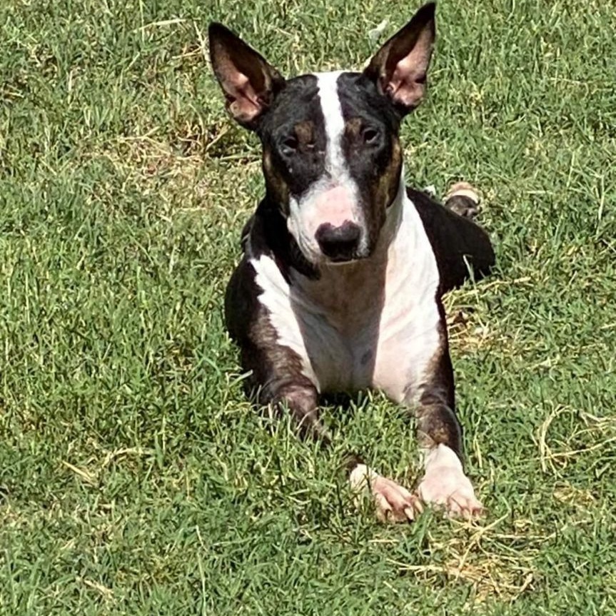 Enlarge Brooklyn in Arkansas, a Adoptable Bull Terrier in Glenwood, AR image 1/2