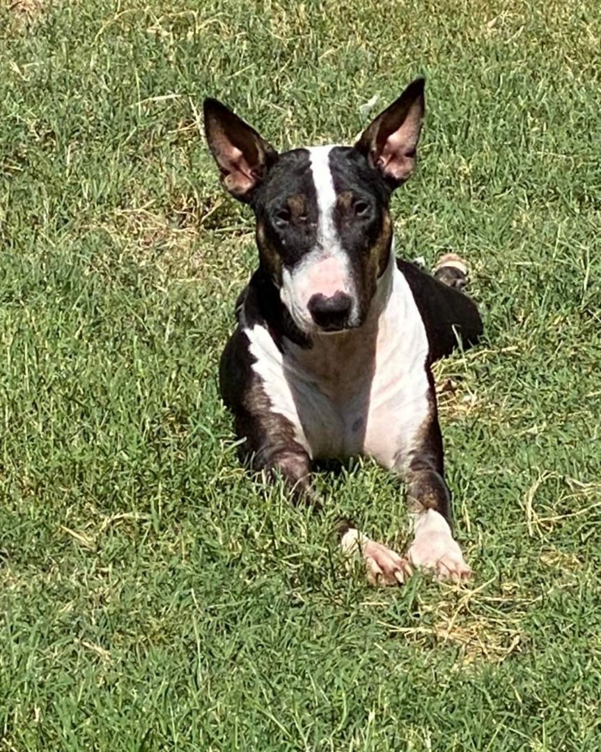 Brooklyn in Arkansas, a Adoptable Bull Terrier in Glenwood, AR image 2/5