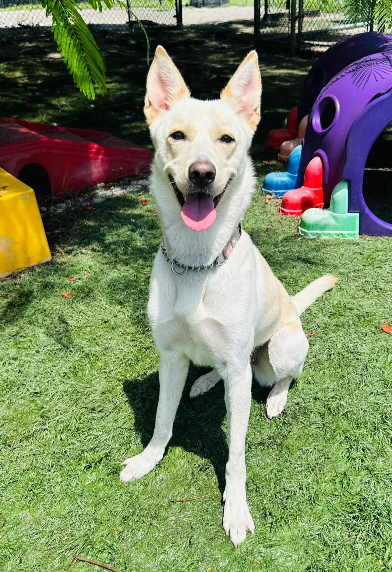 Bailey, Adoptable, Young Female Mixed Breed.