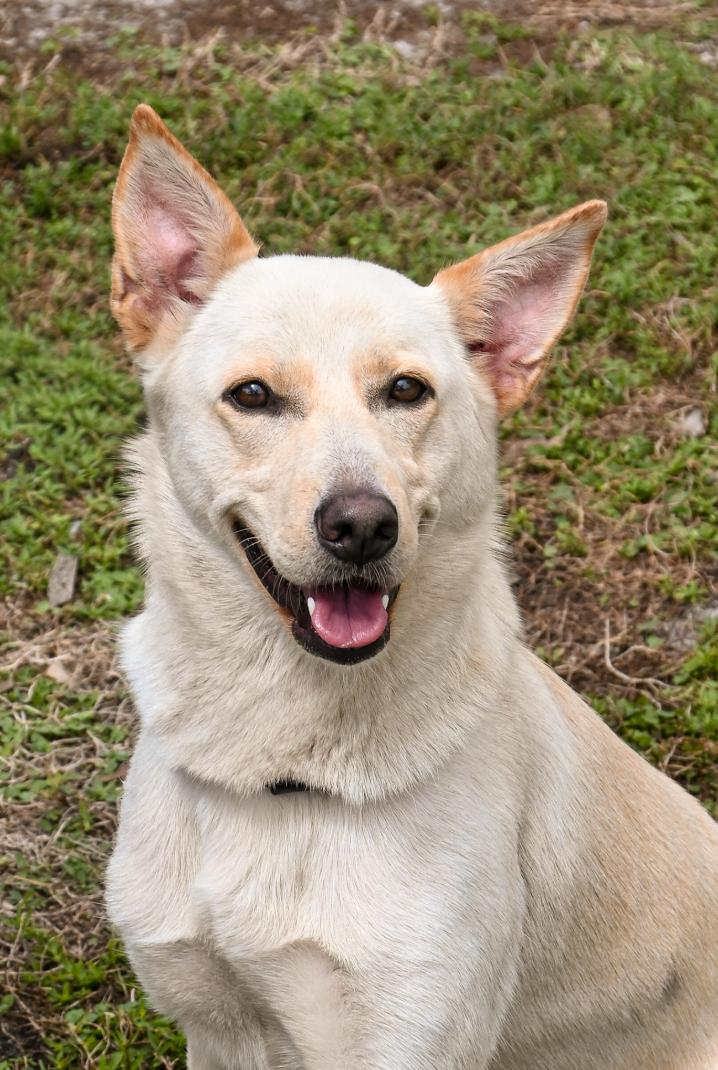 Bailey, Adoptable, Young Female Mixed Breed.