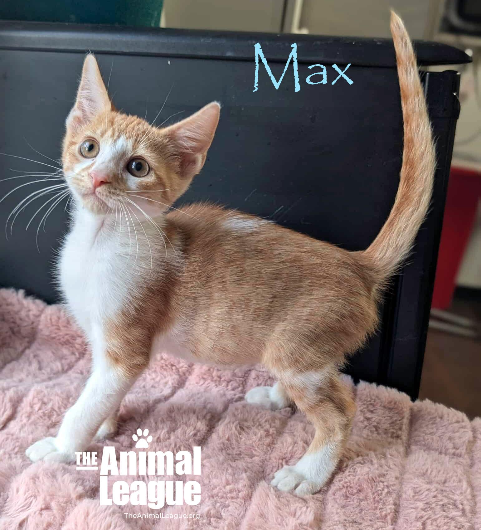 Max, a Adoptable mixed breed in Clermont, FL image 3/5