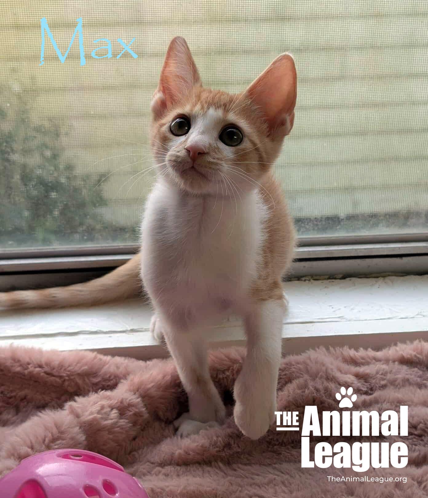 Max, a Adoptable mixed breed in Clermont, FL image 2/5