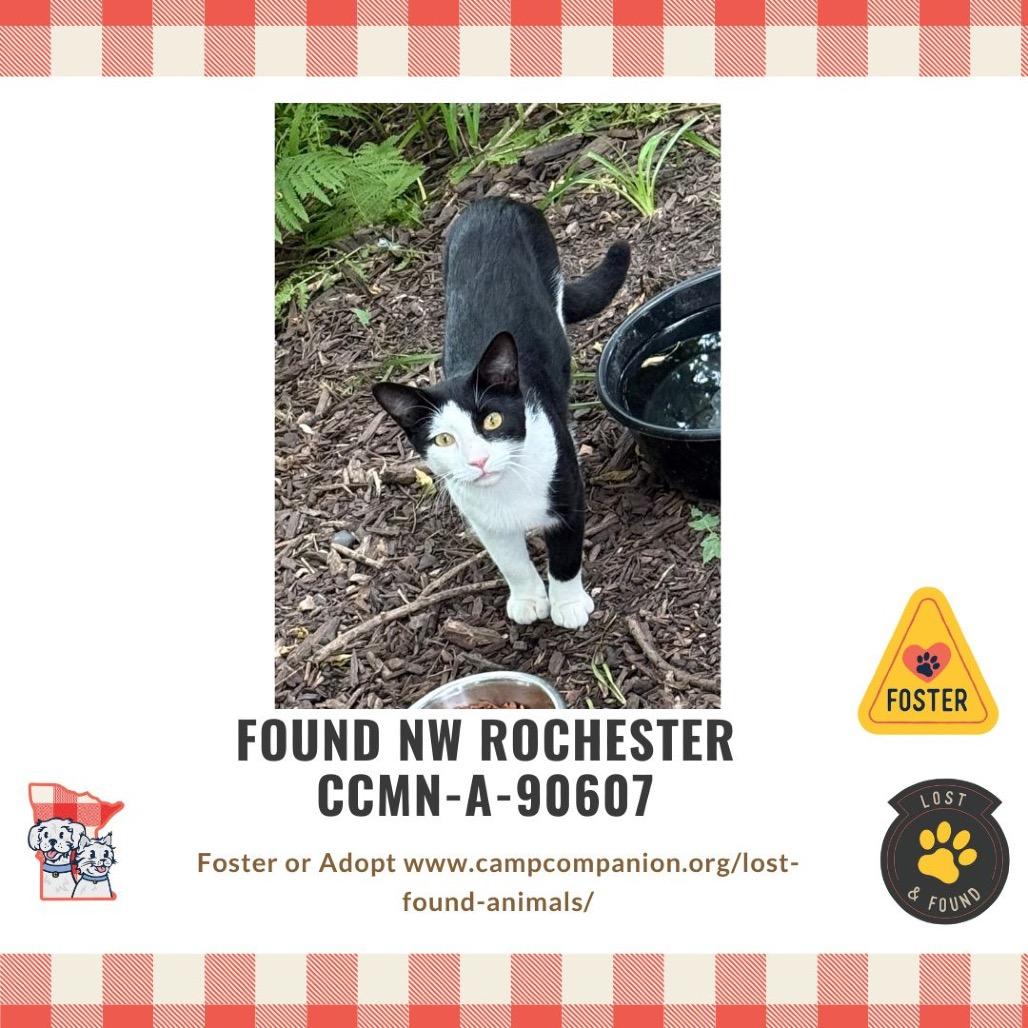 Stray — thumbnail 2