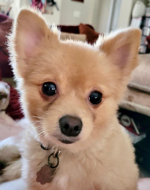 Dennis, a Adoptable Pomeranian in Jacksonville, FL image 1/2