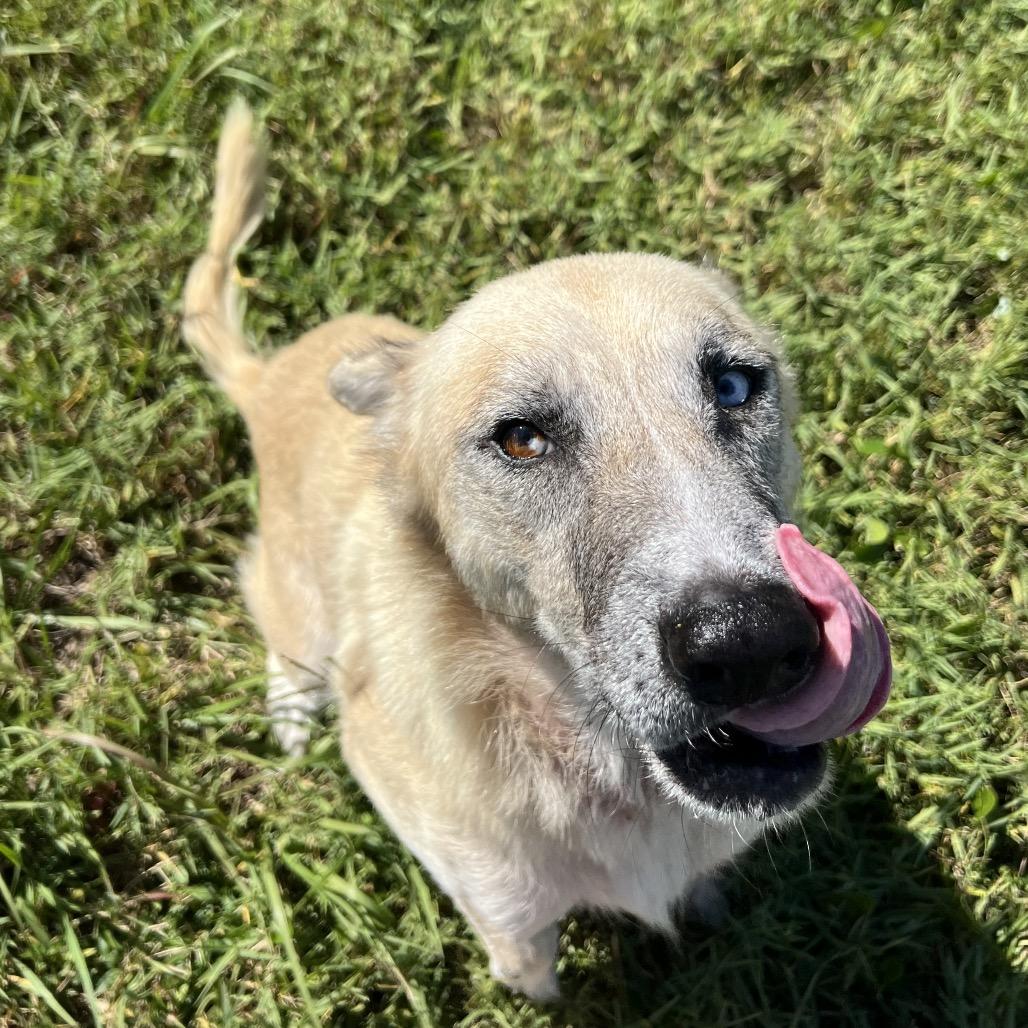 Enlarge Latte, a Adoptable mixed breed in Baton Rouge, LA image 1/2