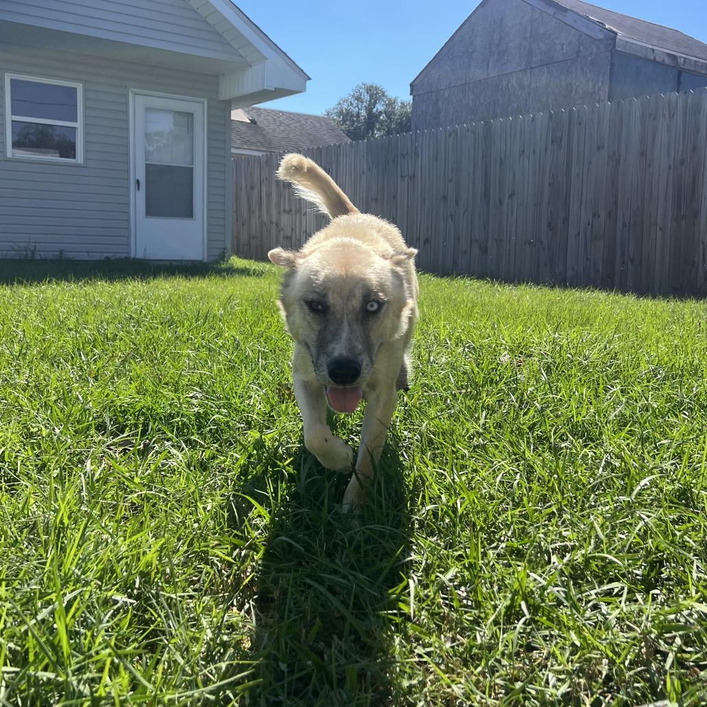Enlarge Latte, a Adoptable mixed breed in Baton Rouge, LA image 2/2