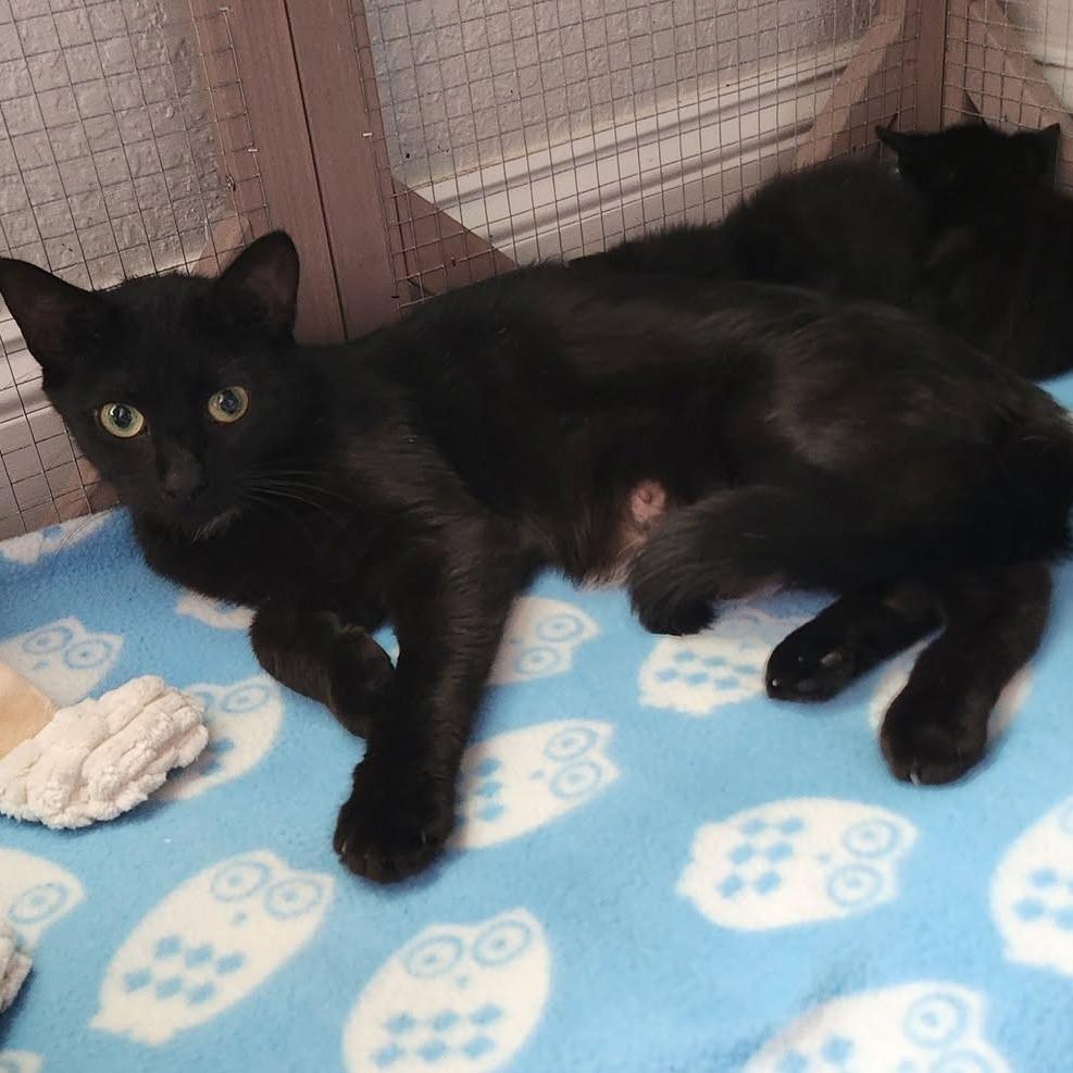 Emerald Green, Adoptable, Young Female Domestic Short Hair.