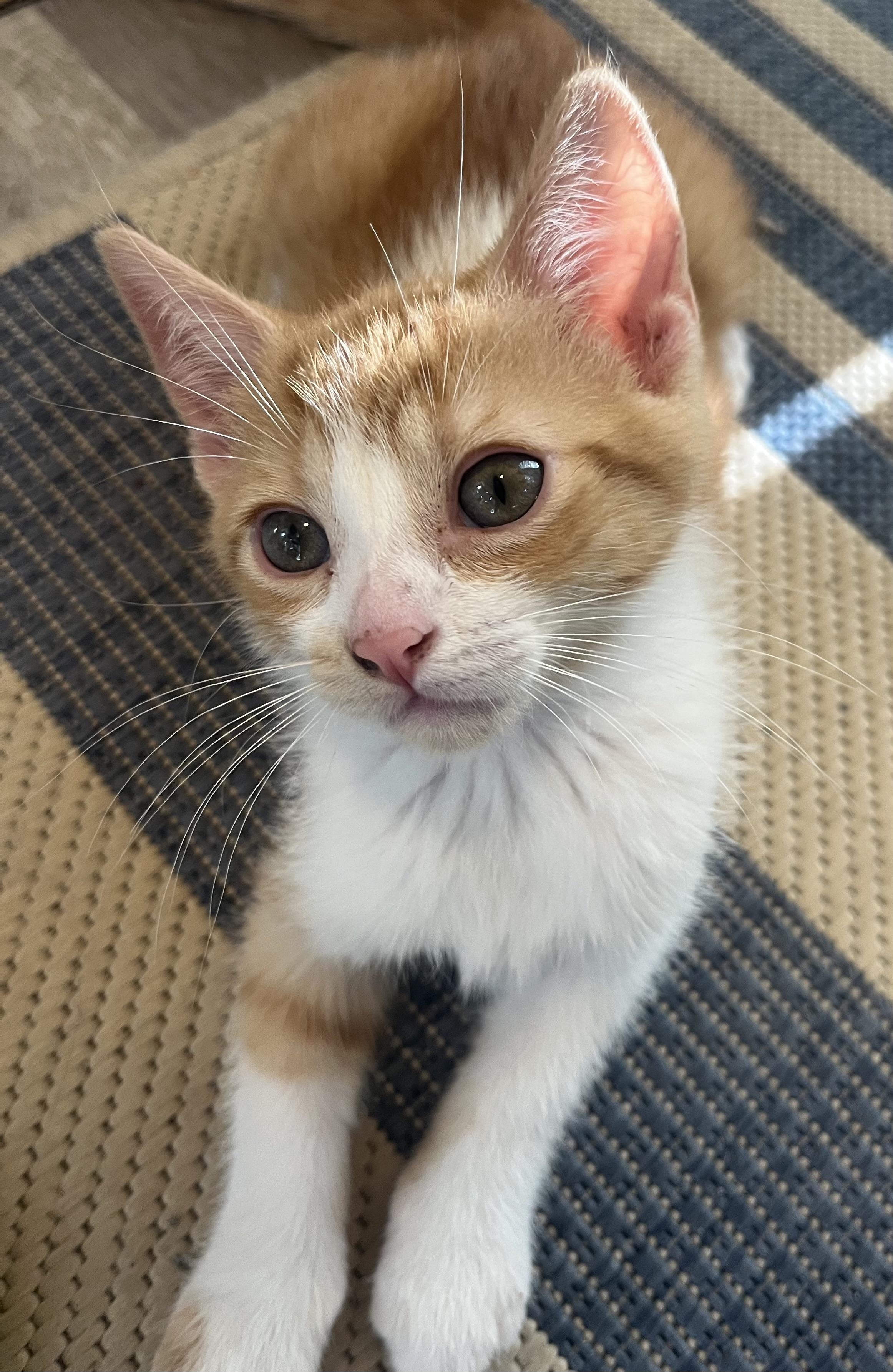 Cade Brother to Bronny, ADOPTABLE, Kitten Male Domestic Short Hair.