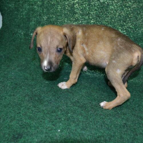 Enlarge Quiche, a Adoptable mixed breed in Jackson, LA image 1/4