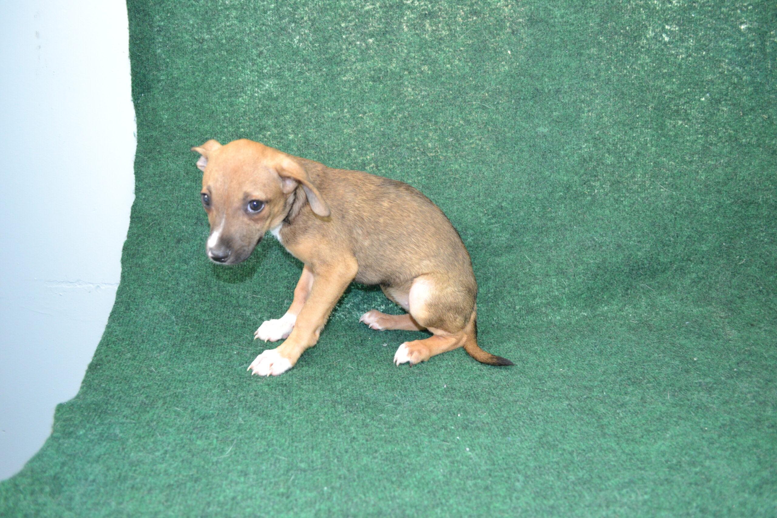 Enlarge Quiche, a Adoptable mixed breed in Jackson, LA image 2/4