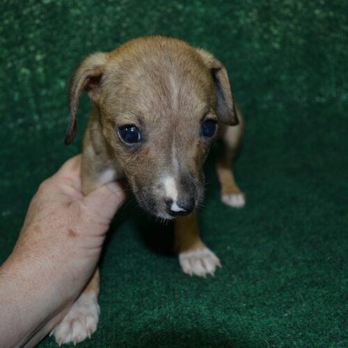 Enlarge Quiche, a Adoptable mixed breed in Jackson, LA image 3/4