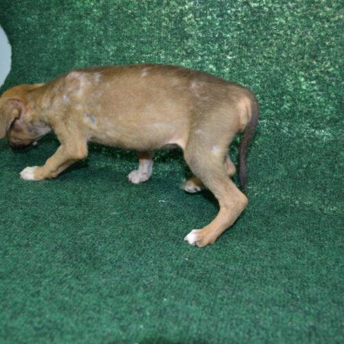 Enlarge Quiche, a Adoptable mixed breed in Jackson, LA image 4/4