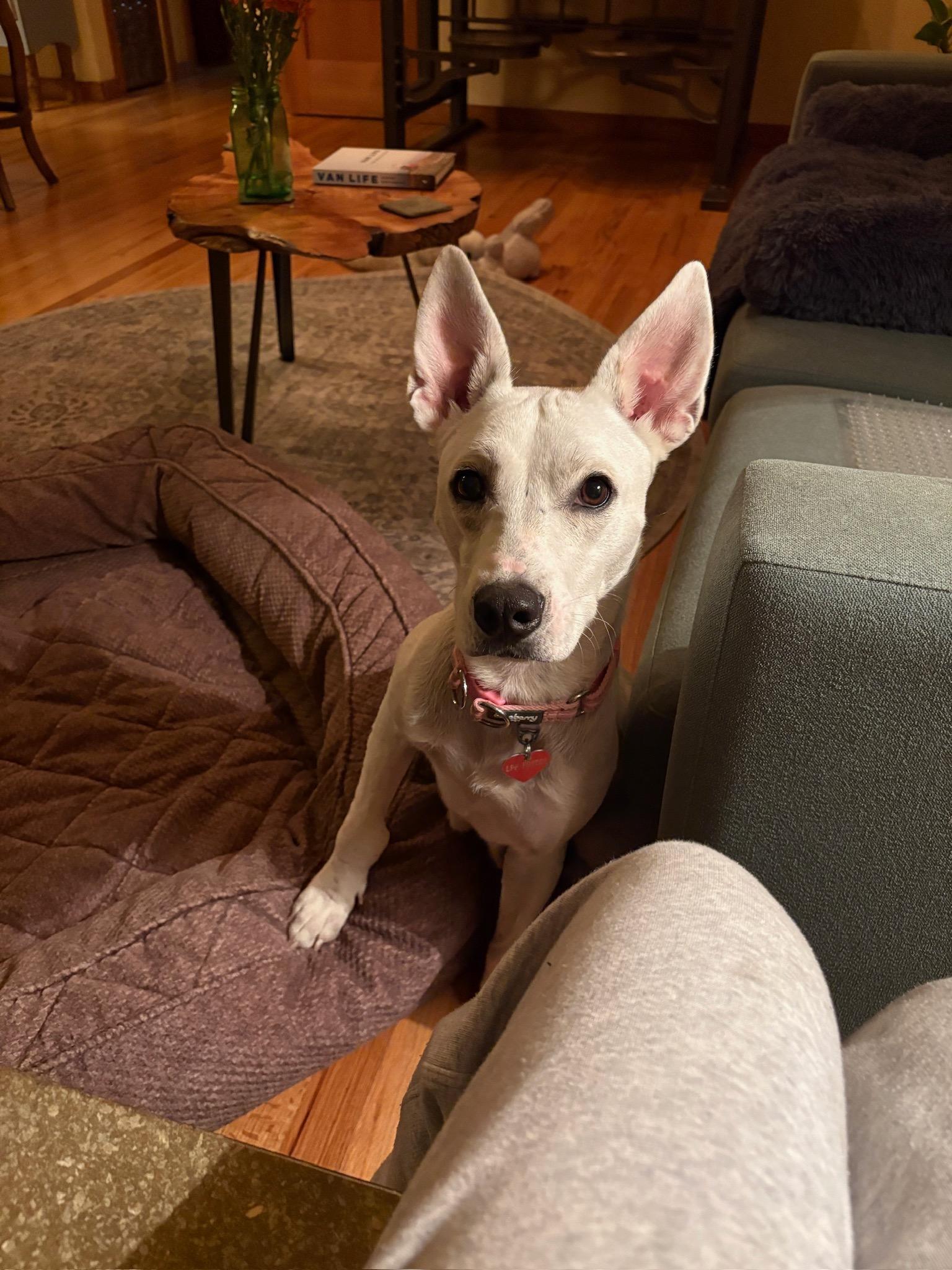 Enlarge Cali, a ADOPTABLE mixed breed in Durango, CO image 3/6