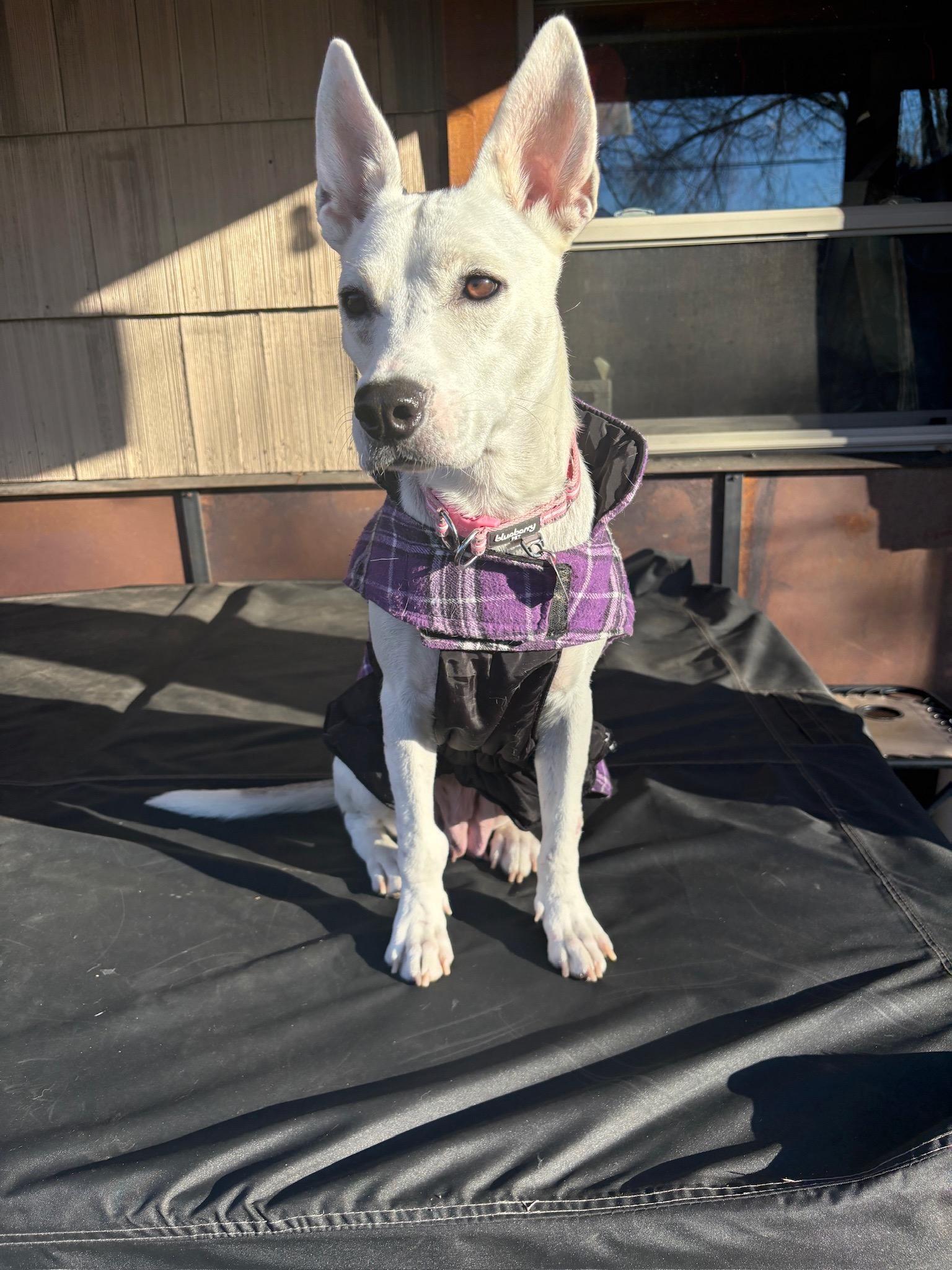 Enlarge Cali, a ADOPTABLE mixed breed in Durango, CO image 1/6