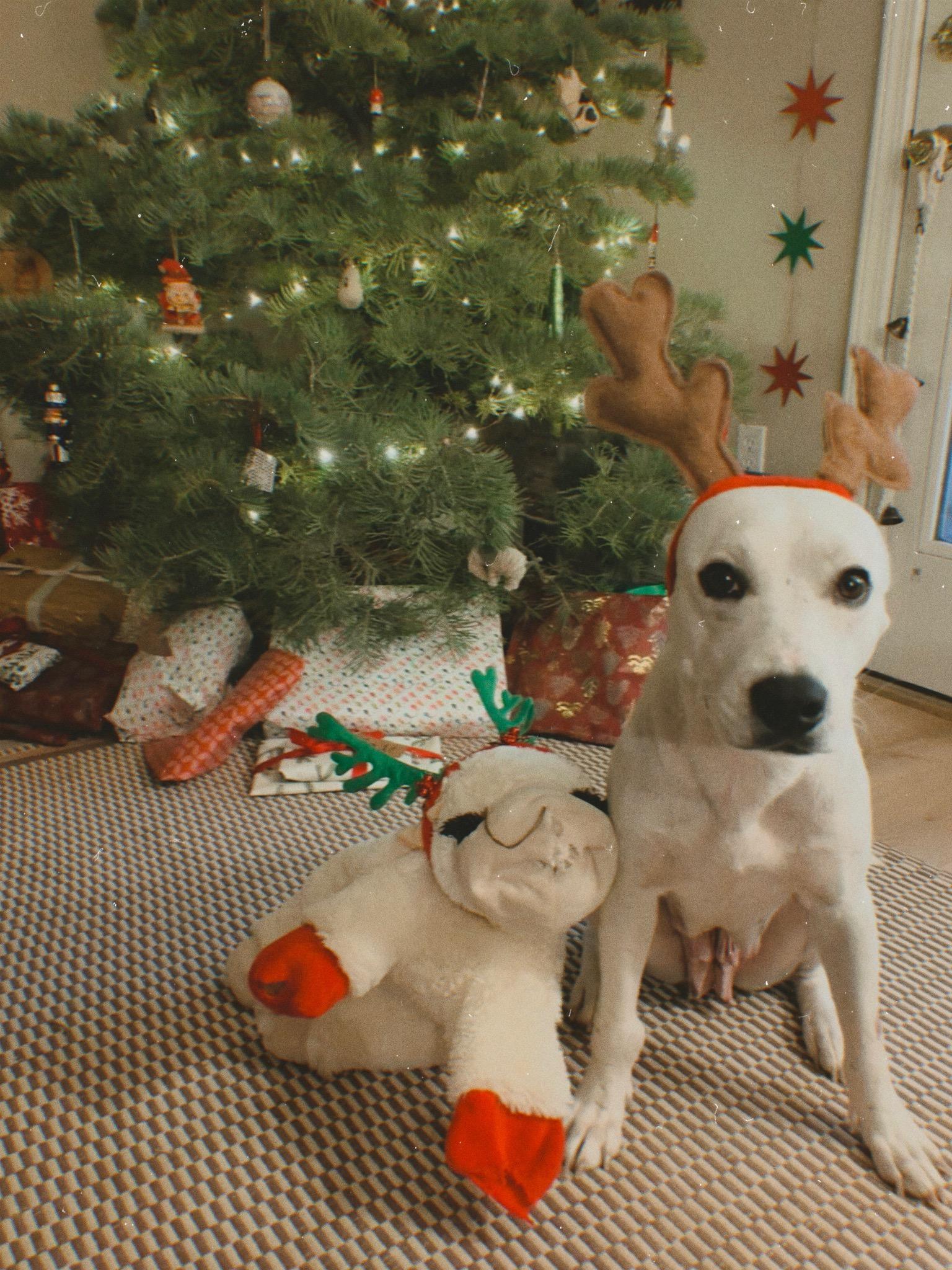 Enlarge Cali, a ADOPTABLE mixed breed in Durango, CO image 2/6