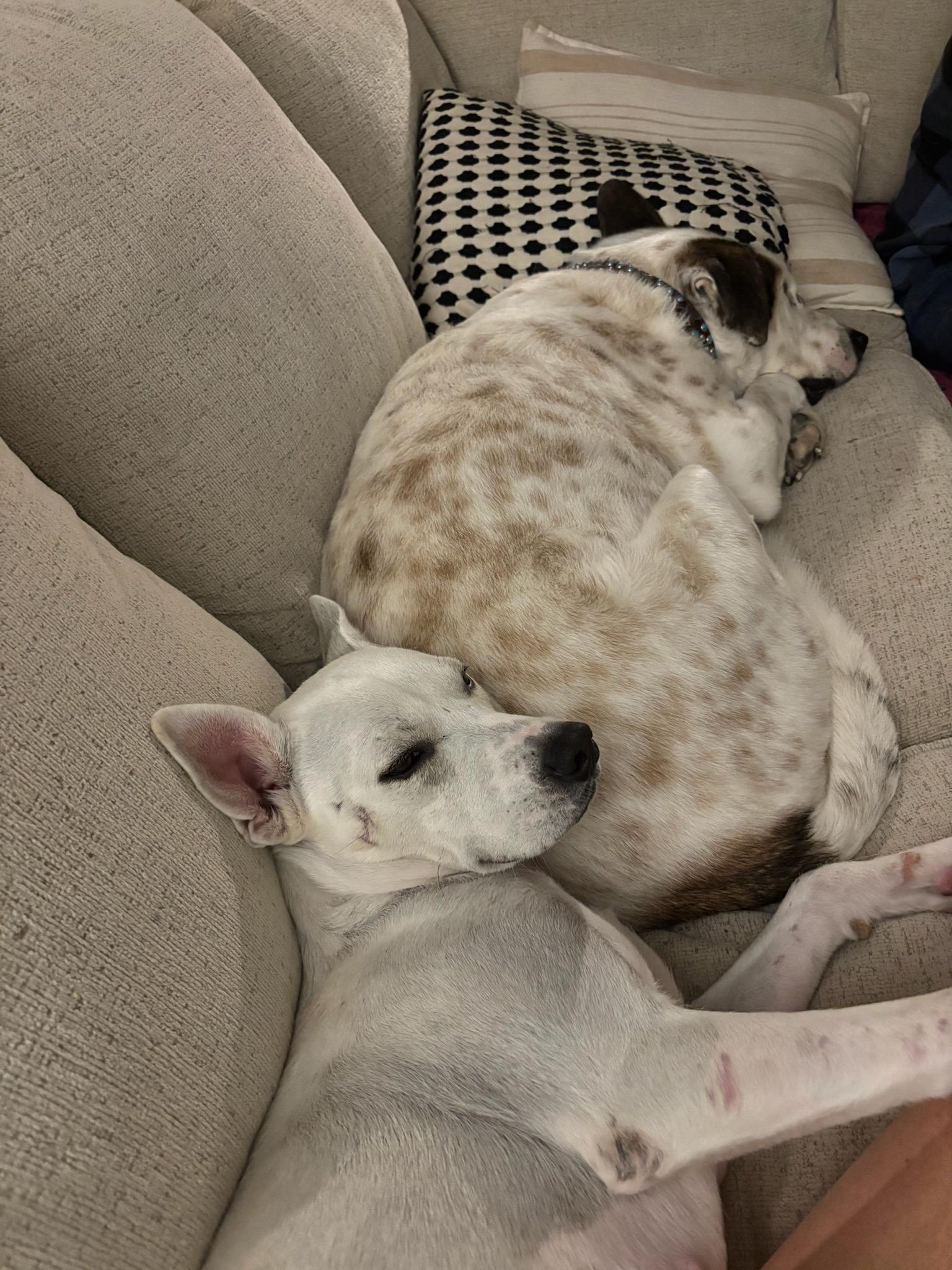 Enlarge Cali, a ADOPTABLE mixed breed in Durango, CO image 4/6