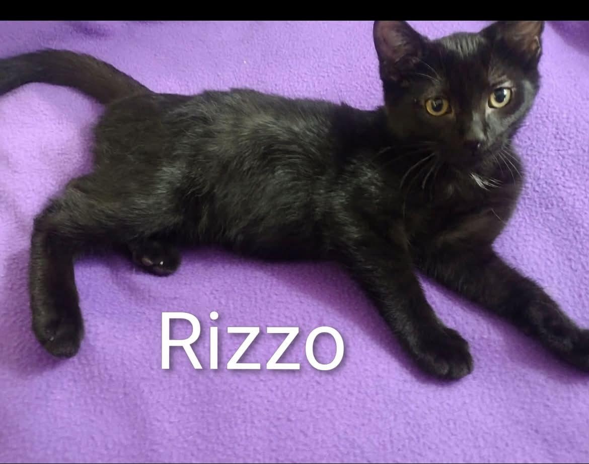 Rizzo, Adoptable, Kitten Female Bombay.