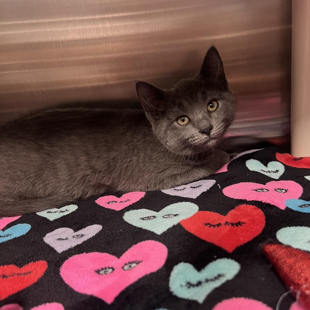 Millie, Adoptable, Kitten Female Domestic Short Hair.