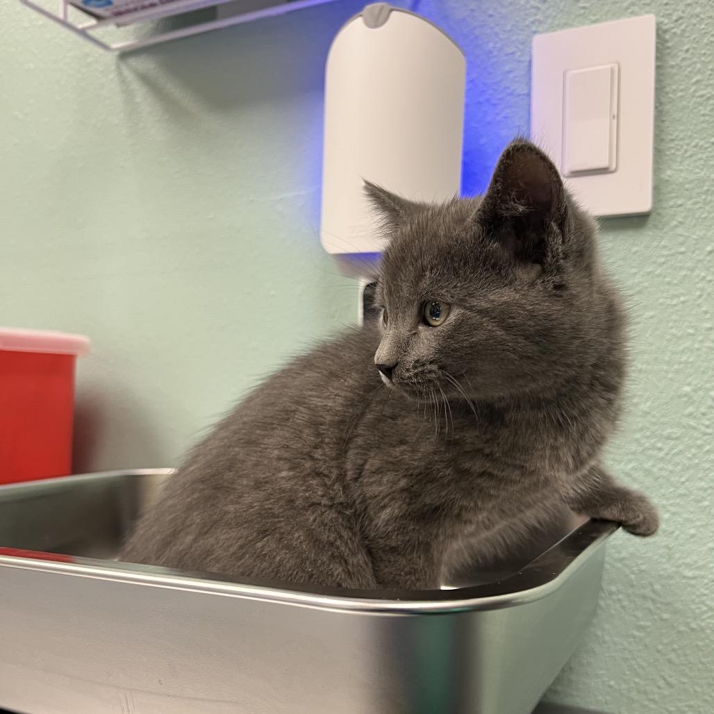 Enlarge Millie, a Adoptable Domestic Short Hair in Keizer, OR image 2/2