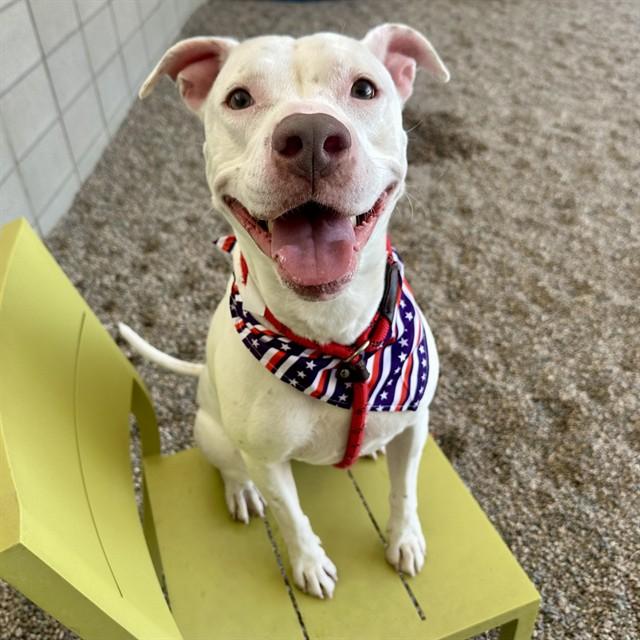 CLARABELL, Adoptable, Adult Female Pit Bull Terrier.