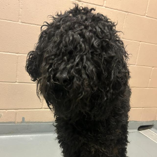 Enlarge Thunder, a Adoptable mixed breed in Tacoma, WA image 1/1