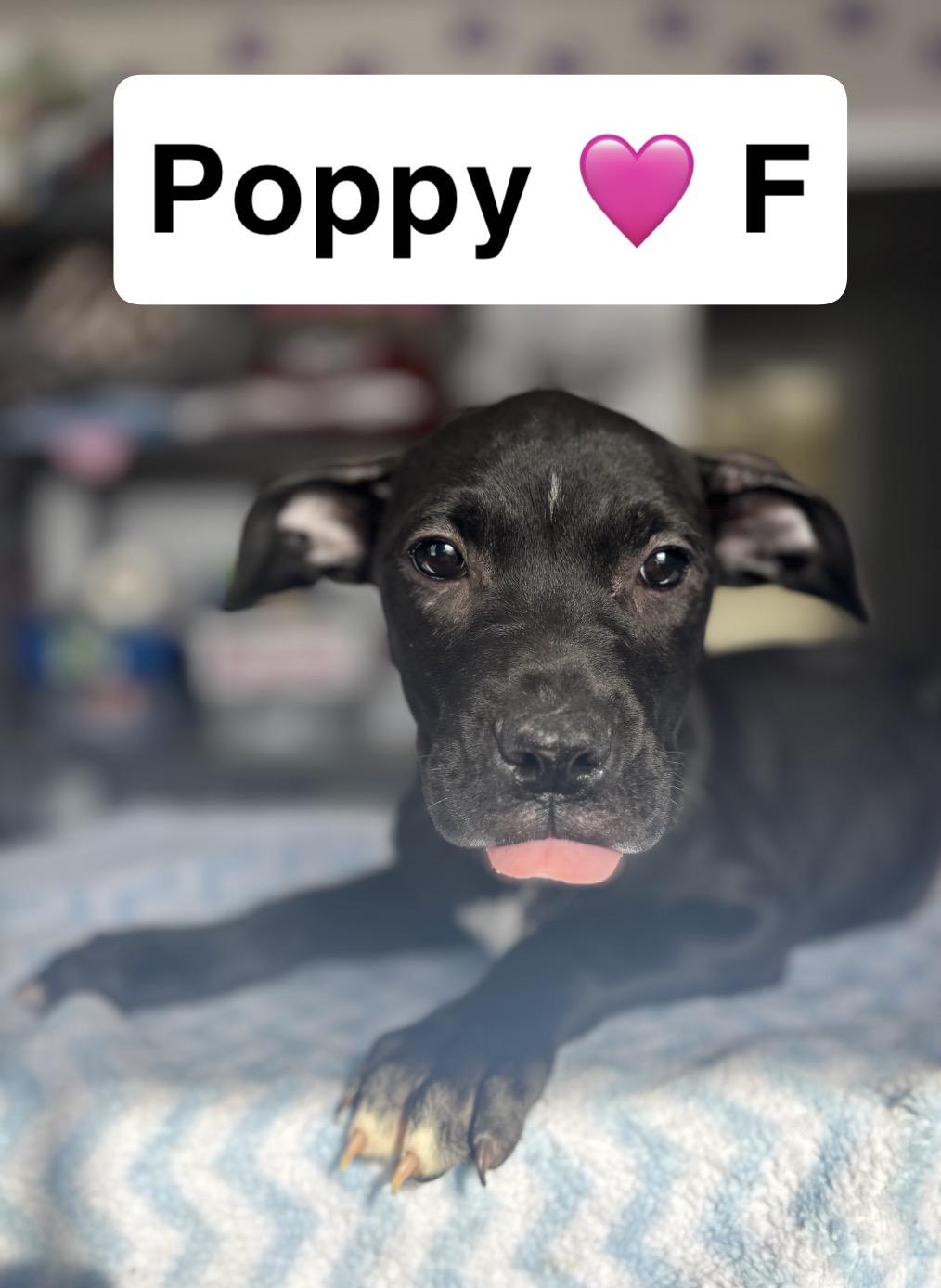 Poppy, adopted, Puppy Female Pit Bull Terrier.