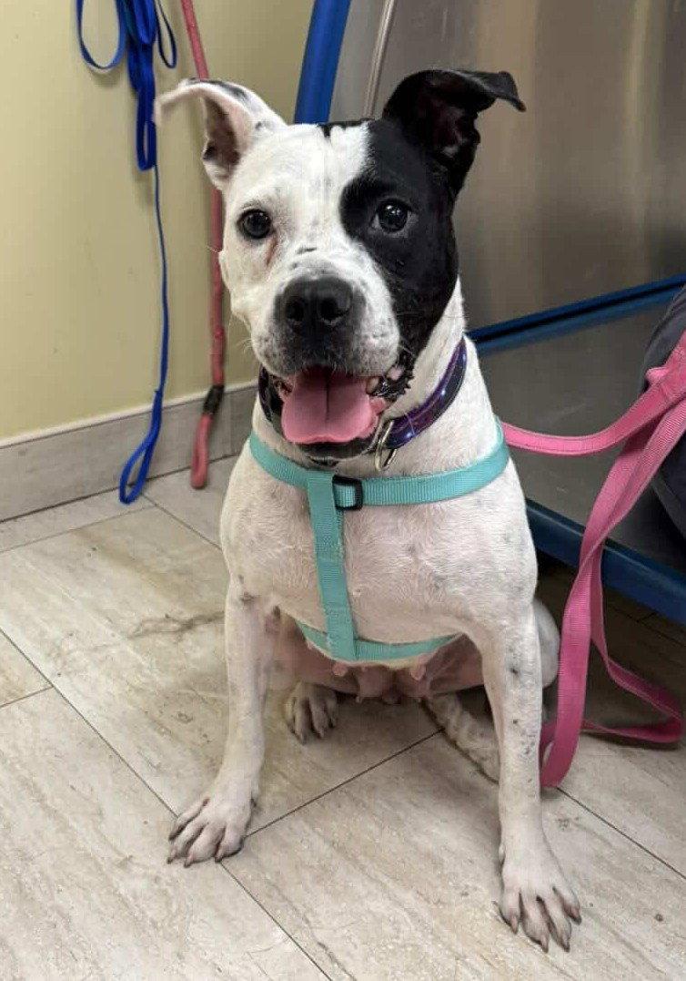Eve, Adoptable, Young Female Pit Bull Terrier.