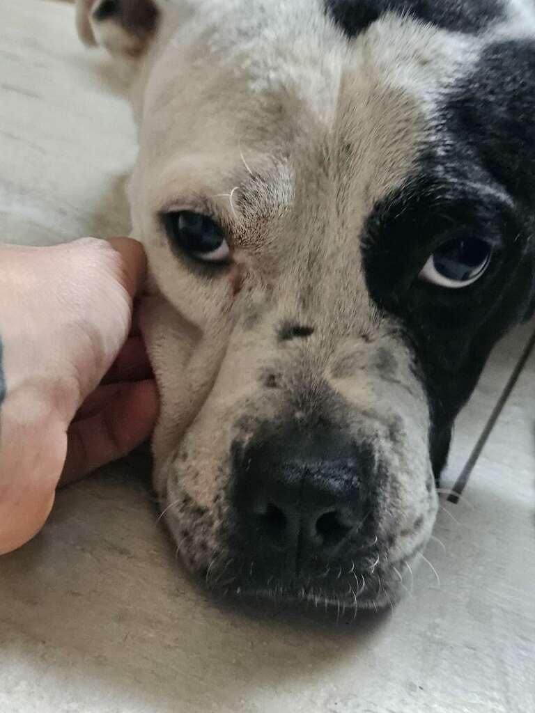 Enlarge Eve, a Adoptable Pit Bull Terrier in Pompano Beach, FL image 2/3