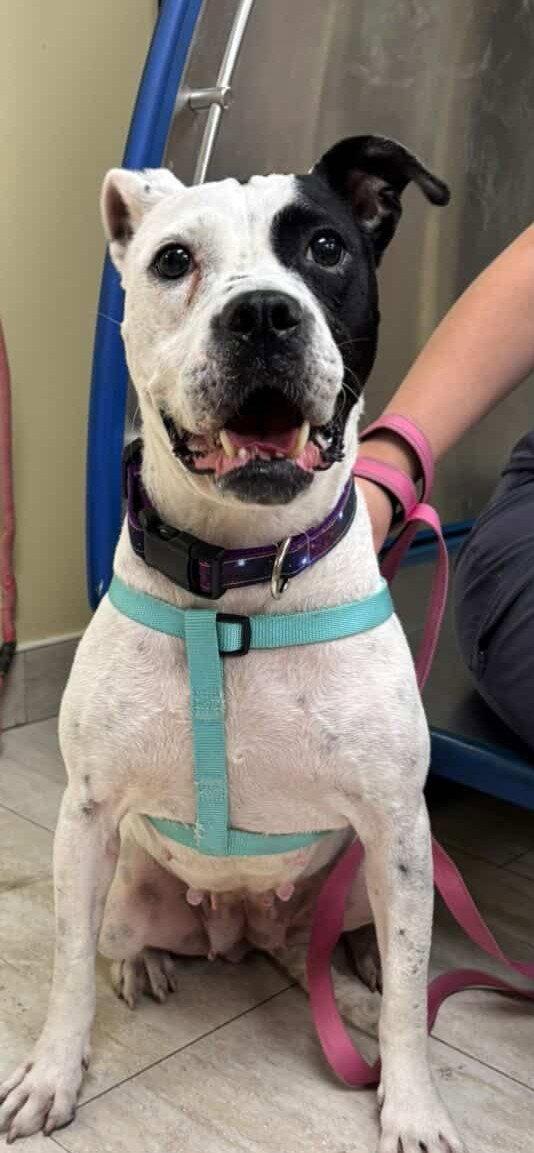 Enlarge Eve, a Adoptable Pit Bull Terrier in Pompano Beach, FL image 3/3