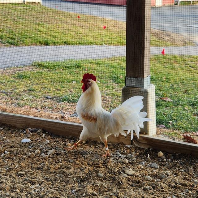HARRISON, Adoptable, Young Male Chicken.