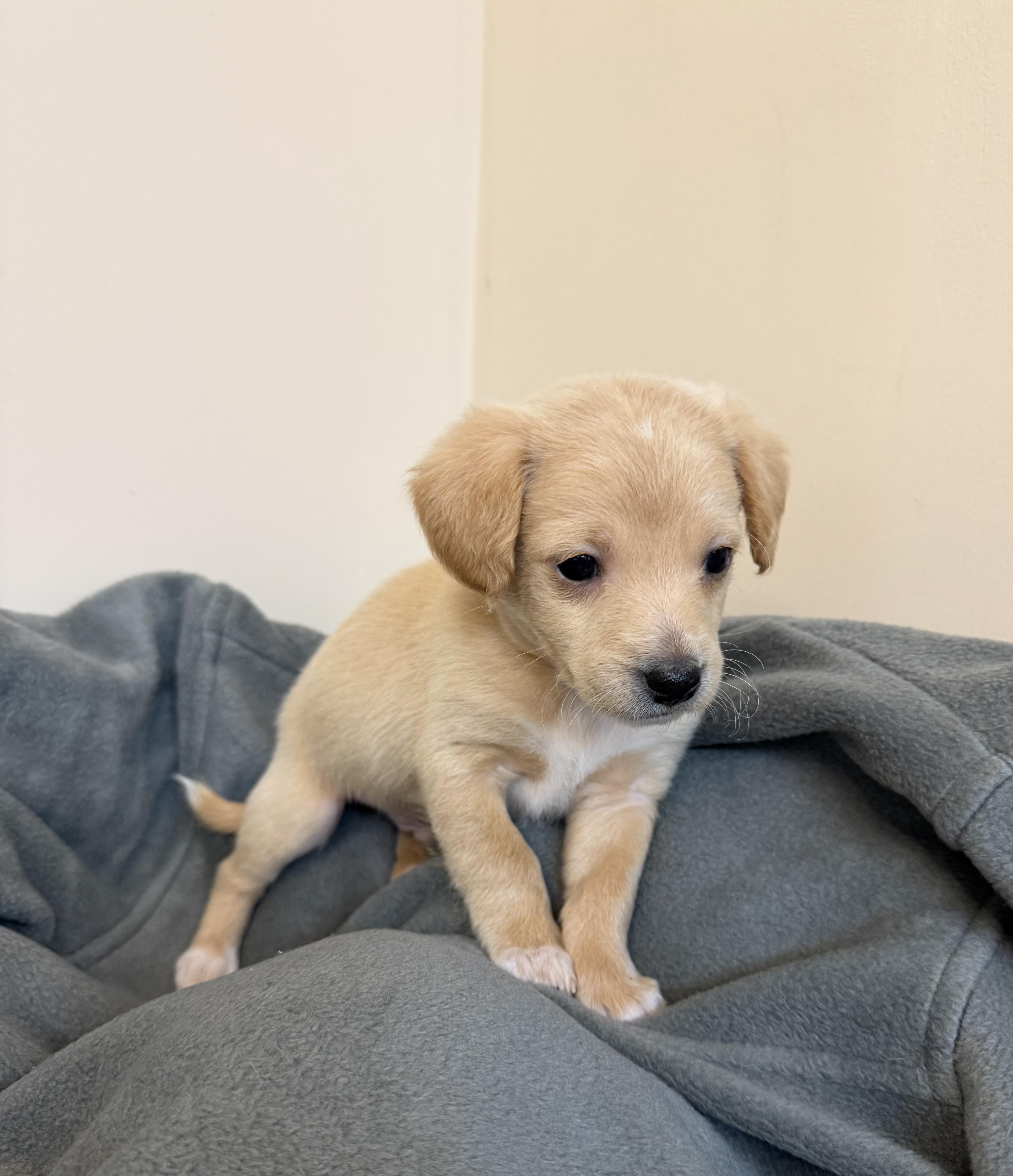 Wilbur, Adoptable, Puppy Male Dachshund & Chihuahua.