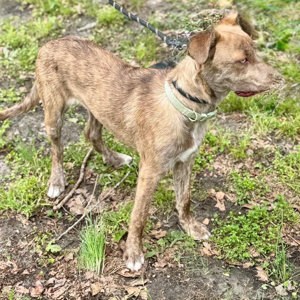 YOSHI, a Adoptable mixed breed in Lucedale, MS image 1/2