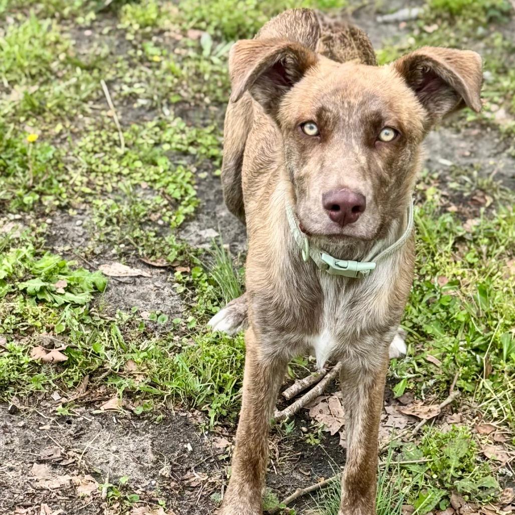 YOSHI, a Adoptable mixed breed in Lucedale, MS image 2/2
