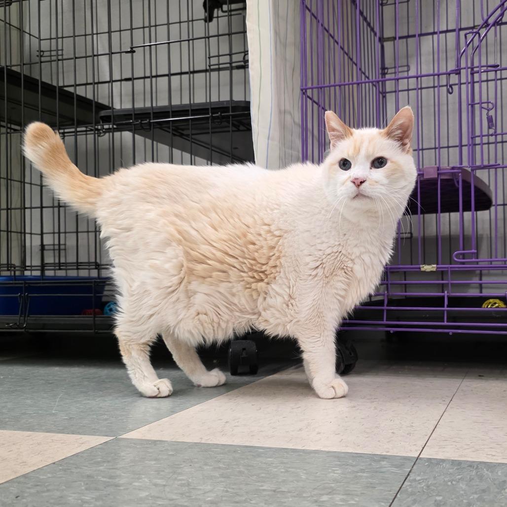 George, Adoptable, Senior Male Domestic Medium Hair & Mixed Breed.