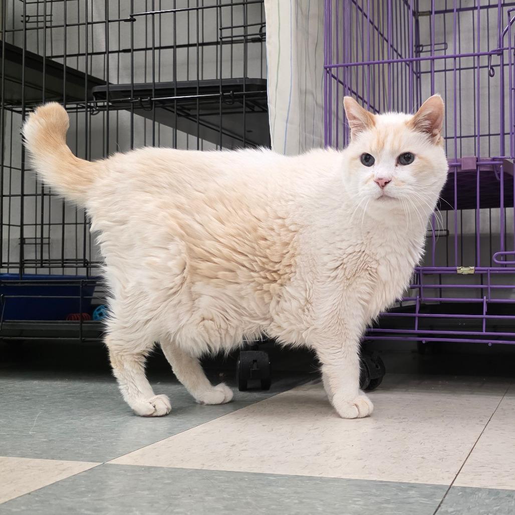 Enlarge George, a Adoptable mixed breed in Mount Shasta, CA image 3/6