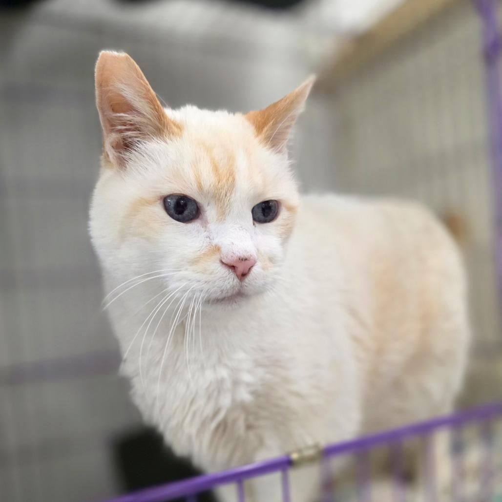 Enlarge George, a Adoptable mixed breed in Mount Shasta, CA image 4/6
