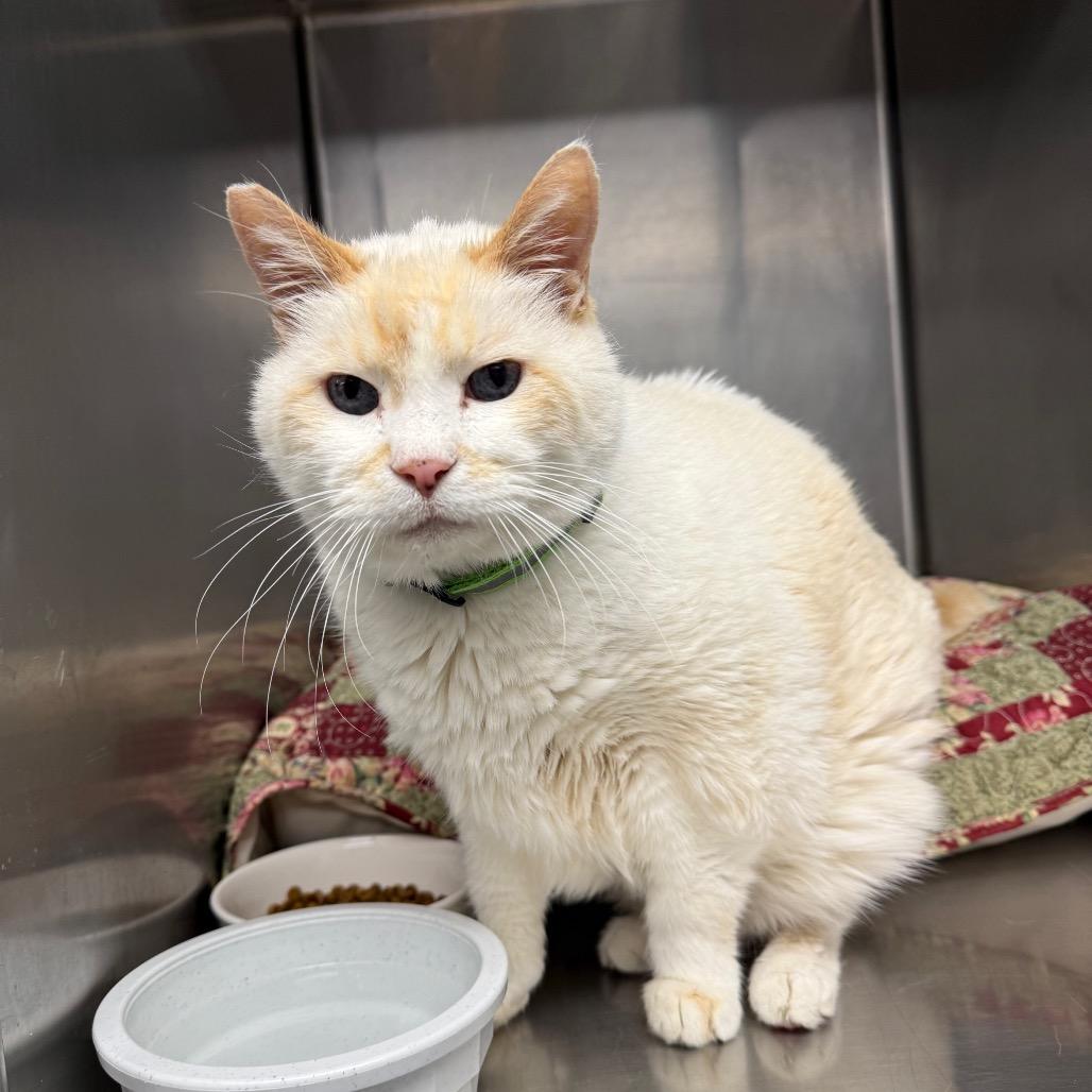 Enlarge George, a Adoptable mixed breed in Mount Shasta, CA image 1/1