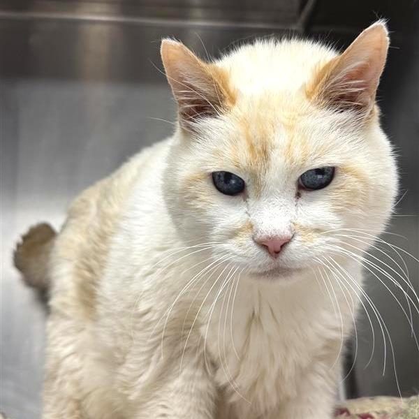 Enlarge George, a Adoptable mixed breed in Mount Shasta, CA image 6/6