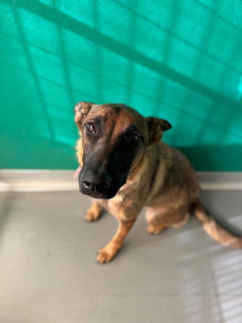 Enlarge A256330, a Adoptable mixed breed in Visalia, CA image 1/1