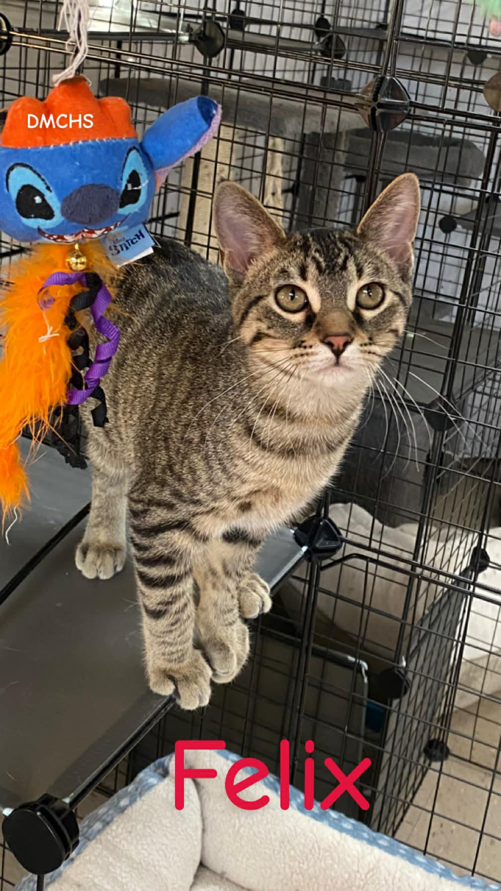 Enlarge Felix, a Adoptable Domestic Short Hair in Burlington, IA image 1/2