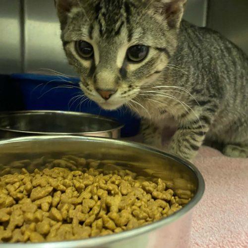 Enlarge Felix, a Adoptable Domestic Short Hair in Burlington, IA image 2/2