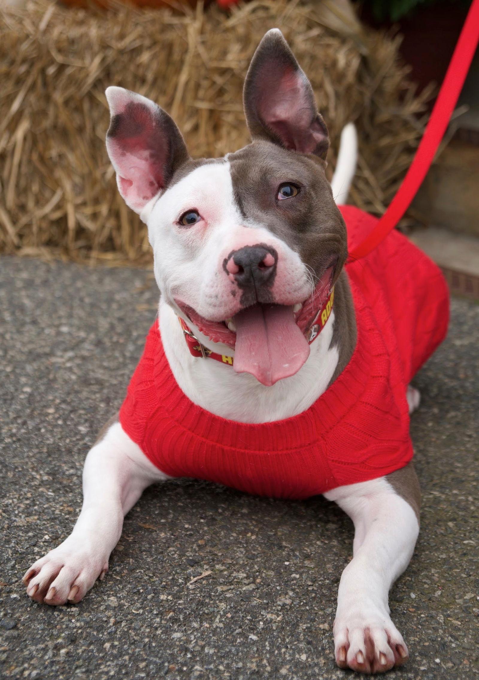 XP Mr. Worldwide - Wayne, NJ, Adoptable, Young Male Pit Bull Terrier.