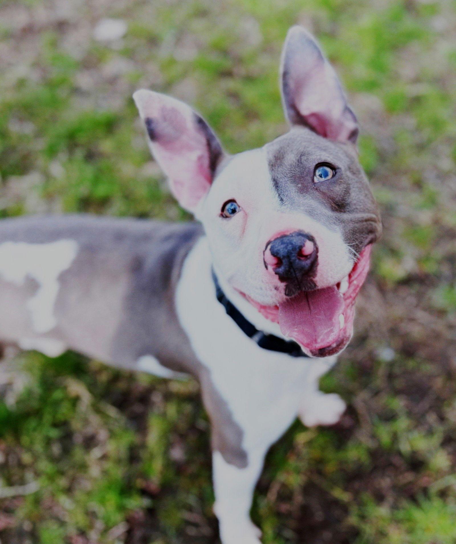 Enlarge XP Mr. Worldwide - Wayne, NJ, a Adoptable Pit Bull Terrier in Boonton, NJ image 2/3