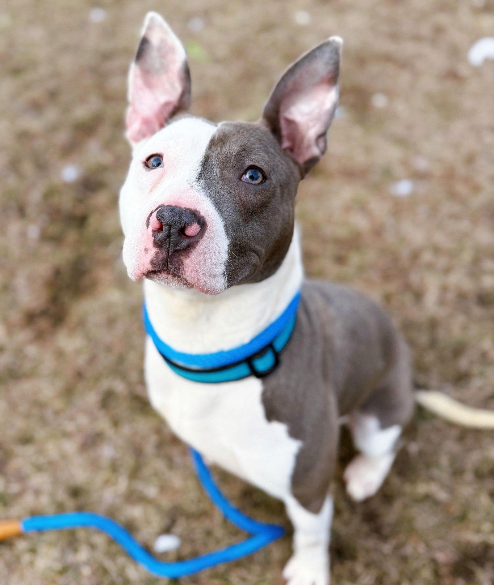 Enlarge XP Mr. Worldwide - Wayne, NJ, a Adoptable Pit Bull Terrier in Boonton, NJ image 3/3